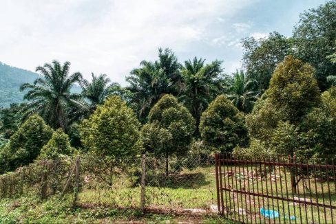 Kebun Durian Musang King, Kg Jelu, Raub Pahang Untuk Dijual
