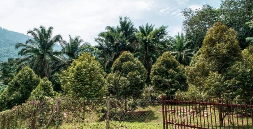 Kebun Durian Musang King, Kg Jelu, Raub Pahang Untuk Dijual