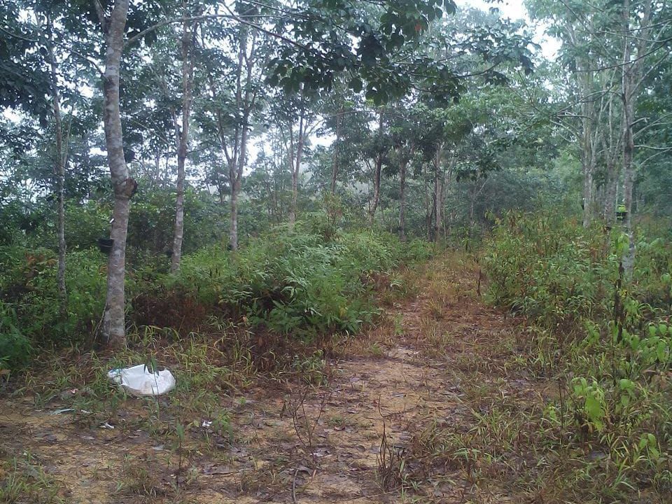 tanah-pertanian-mukim-kuala-lipis-ejen-perunding-hartanah-kuantan (2)