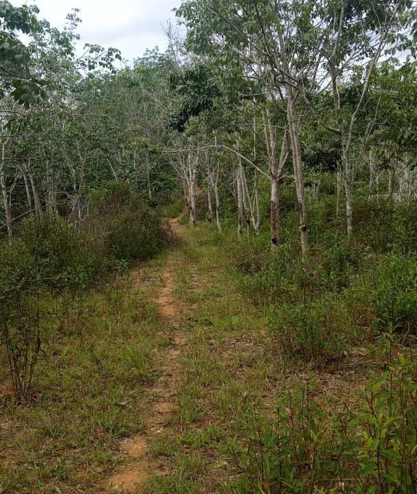 tanah-pertanian-mukim-kuala-lipis-ejen-perunding-hartanah-kuantan (3)