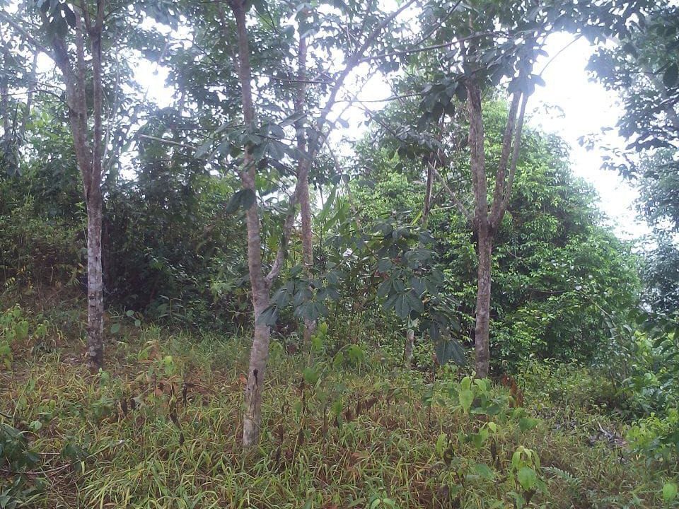 tanah-pertanian-mukim-kuala-lipis-ejen-perunding-hartanah-kuantan (5)