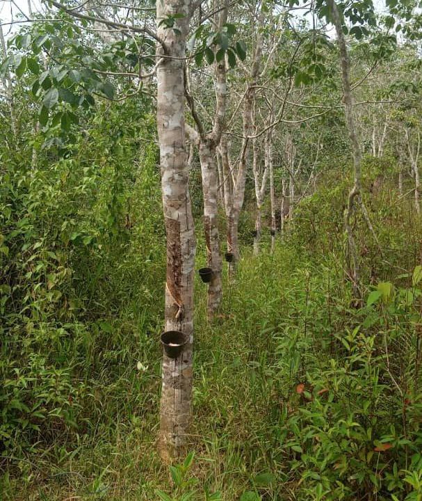 tanah-pertanian-mukim-kuala-lipis-ejen-perunding-hartanah-kuantan