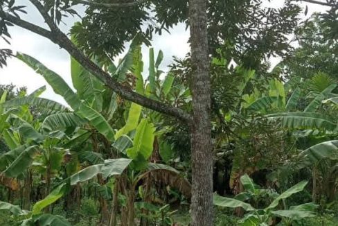 tanah pertanian kebun di panching timur untuk dijual