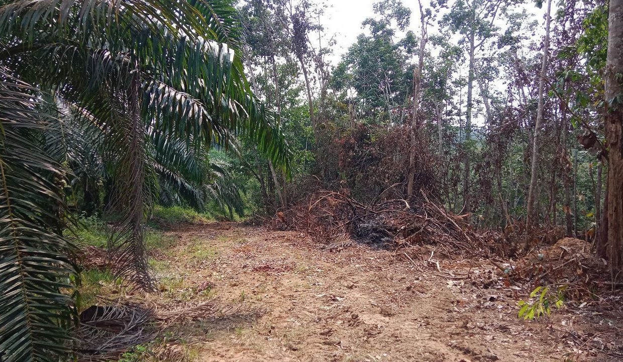 tanah-pertanian-kg-luit-maran-ejen-perunding-hartanah-kuantan (1)