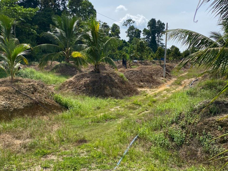 dusun-durian-dan-kelapa-chenor-maran-ejen-perunding-hartanah-kuantan (1)