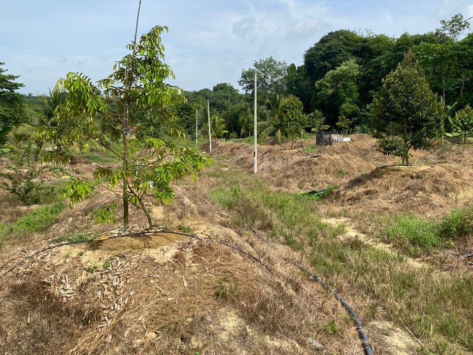 dusun-durian-dan-kelapa-chenor-maran-ejen-perunding-hartanah-kuantan (2)