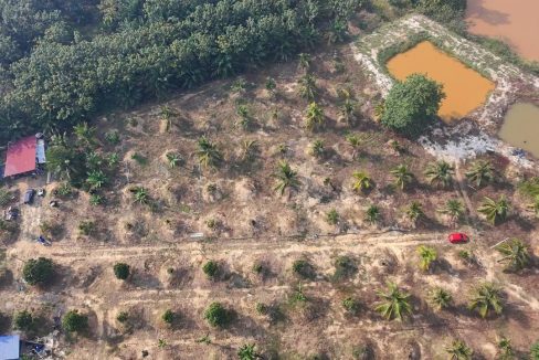dusun durian dan kelapa chenor maran